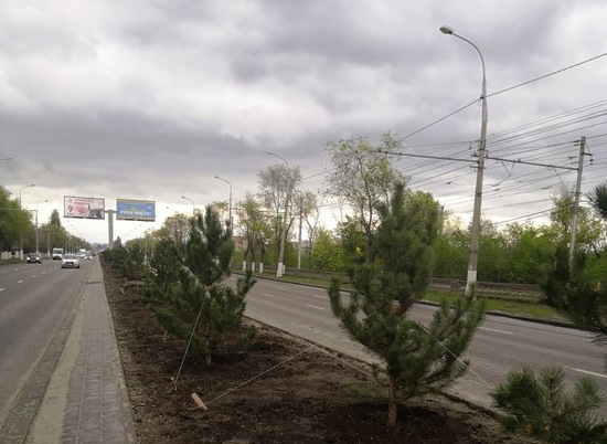 В Краснооктябрьском районе Волгограда высадят 1600 сосен и елей